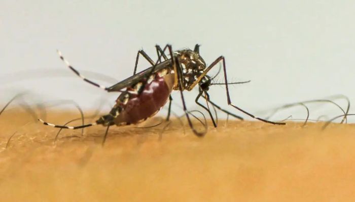  Infecções por Aedes aegypti elevam risco de complicações no parto 
